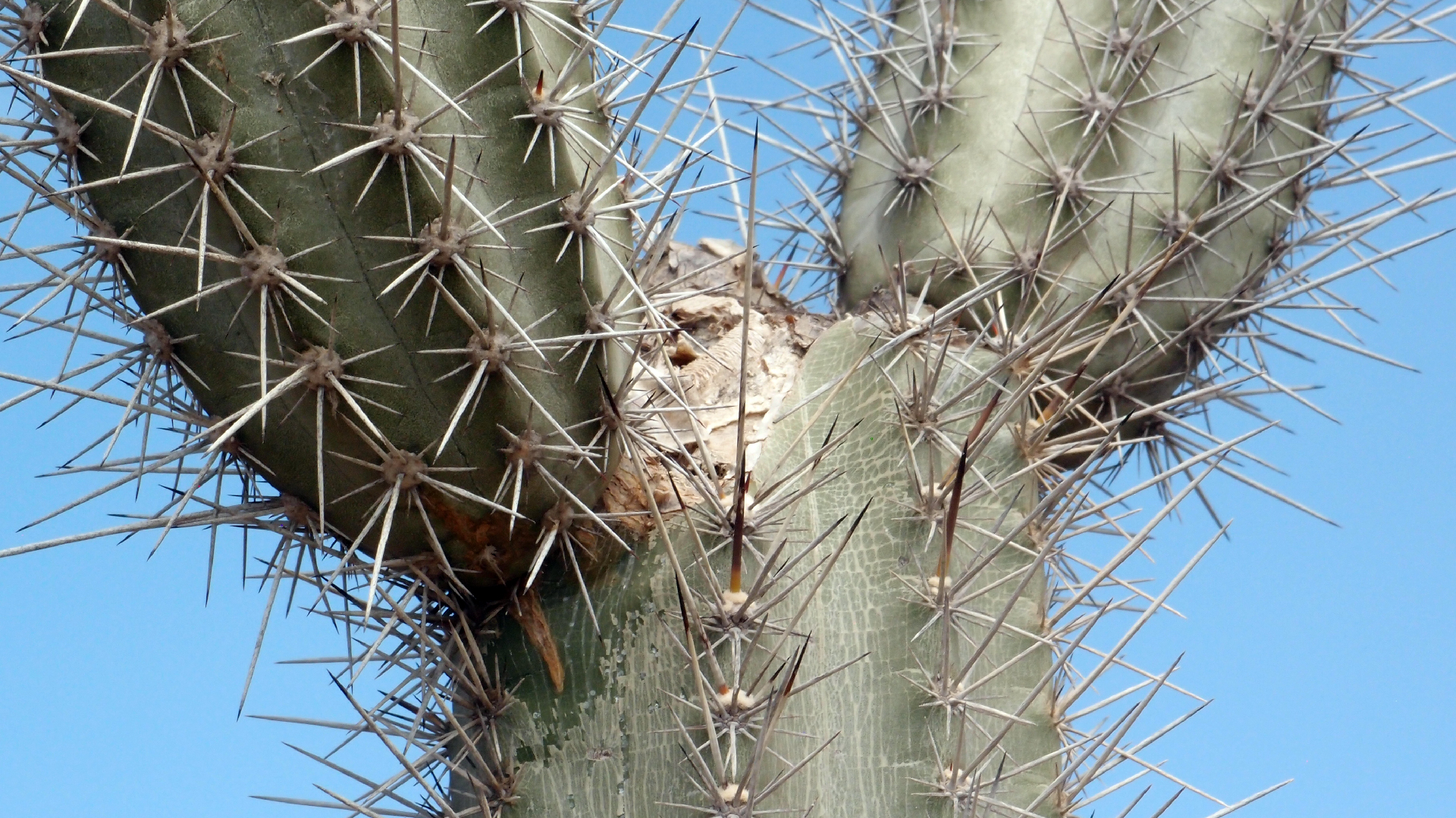 2022-04-14 Shete Boka Nationalpark (Foto)